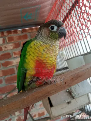 Conure Female