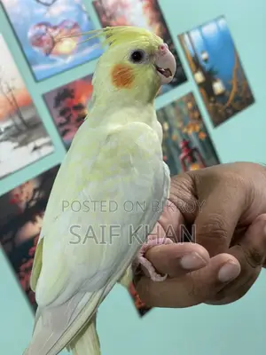 লুটিনো রেড আই ফিমেল ৬ মাস
