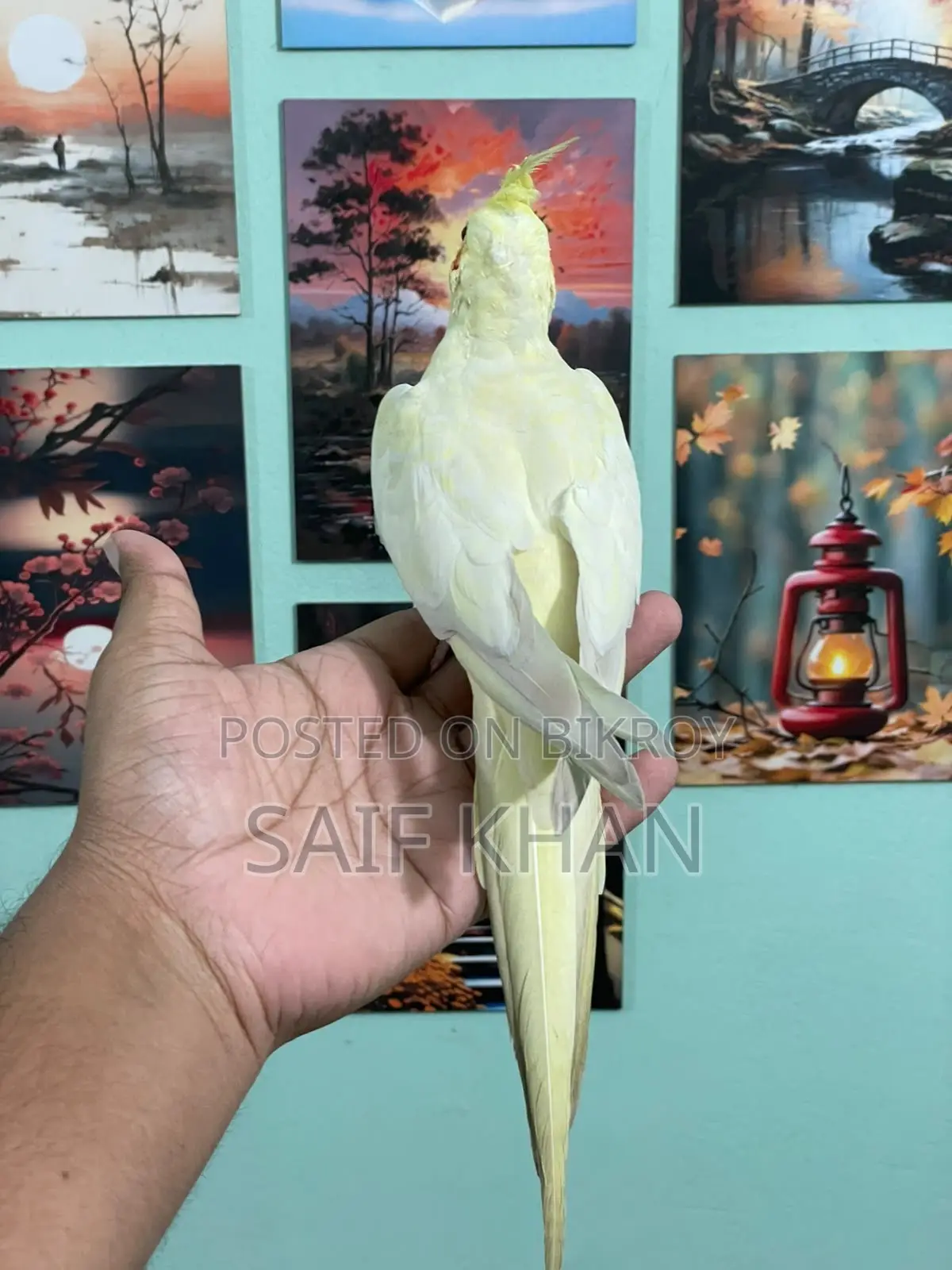 লুটিনো রেড আই ফিমেল ৬ মাস