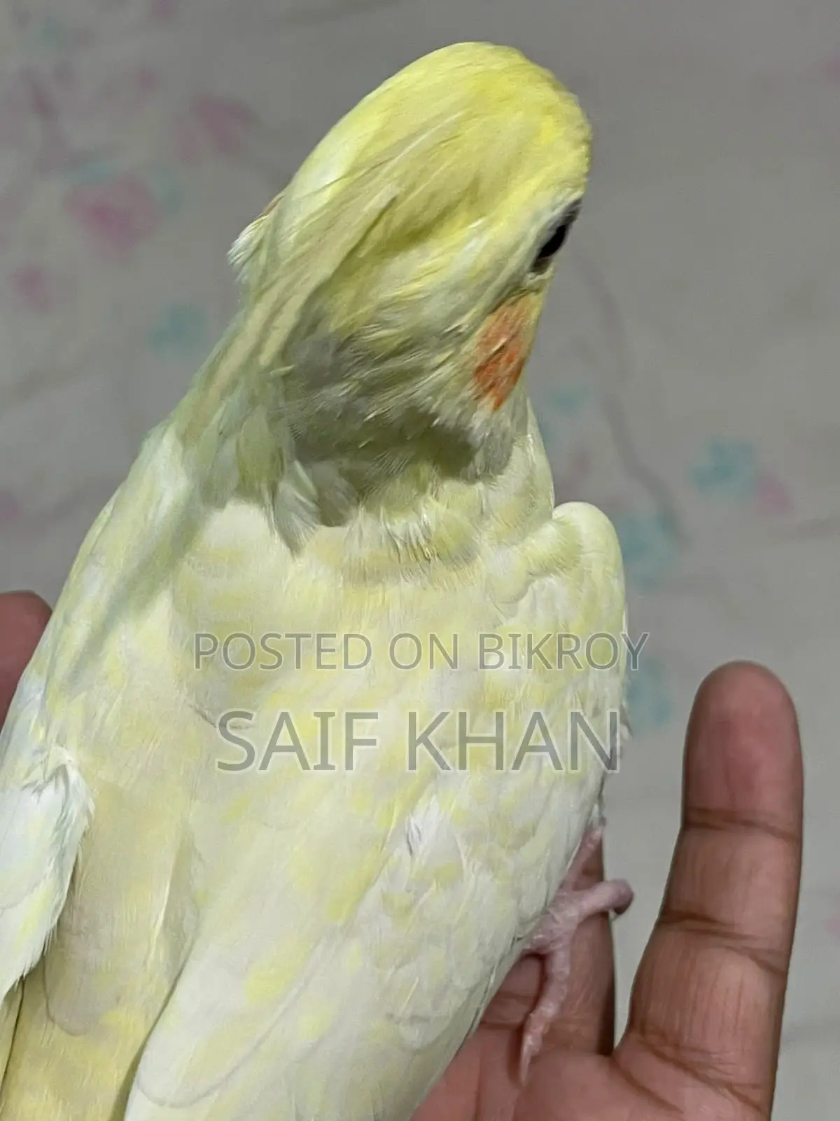লুটিনো রেড আই ফিমেল ৬ মাস