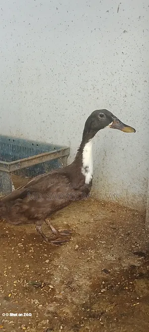 A duck will be sold