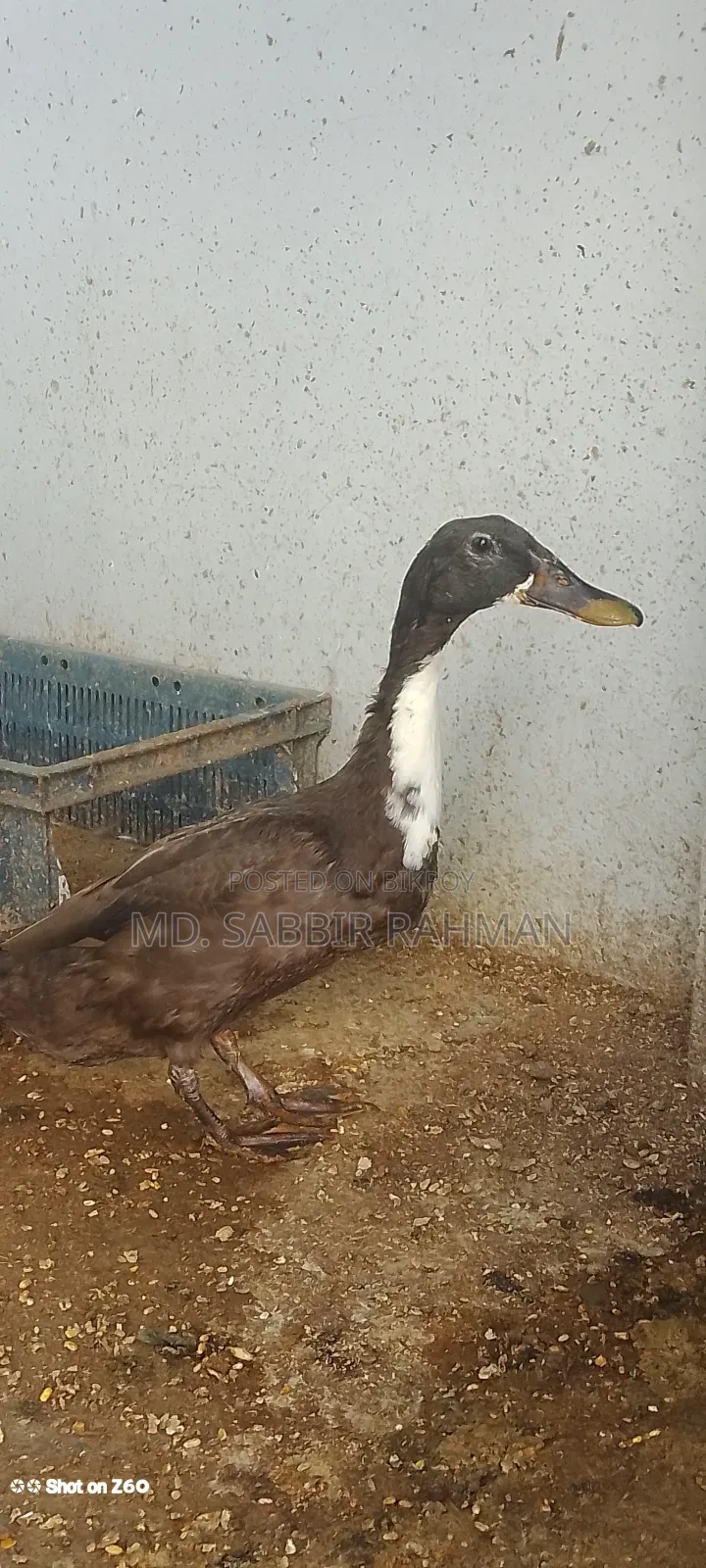 A duck will be sold