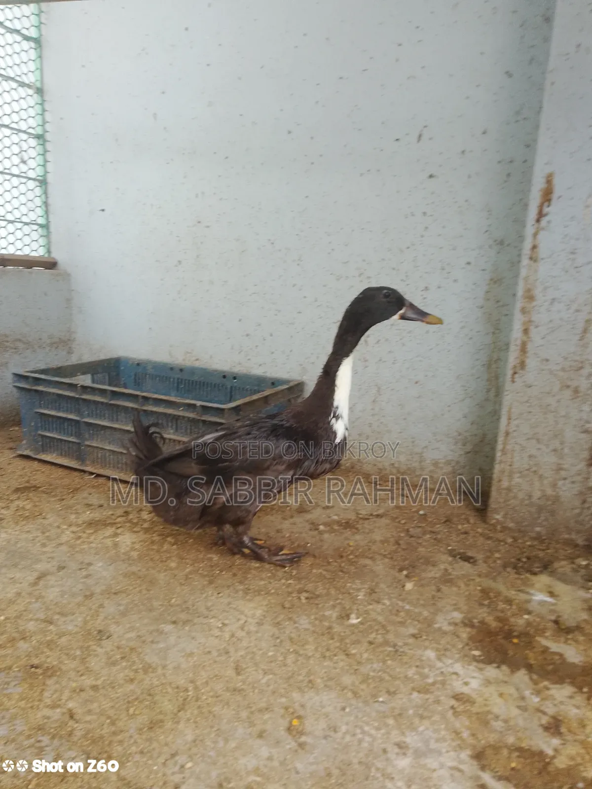 A duck will be sold