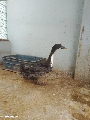 A duck will be sold