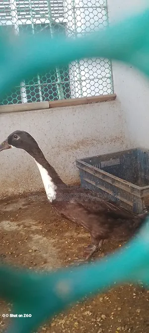 A duck will be sold