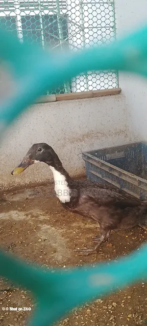 A duck will be sold