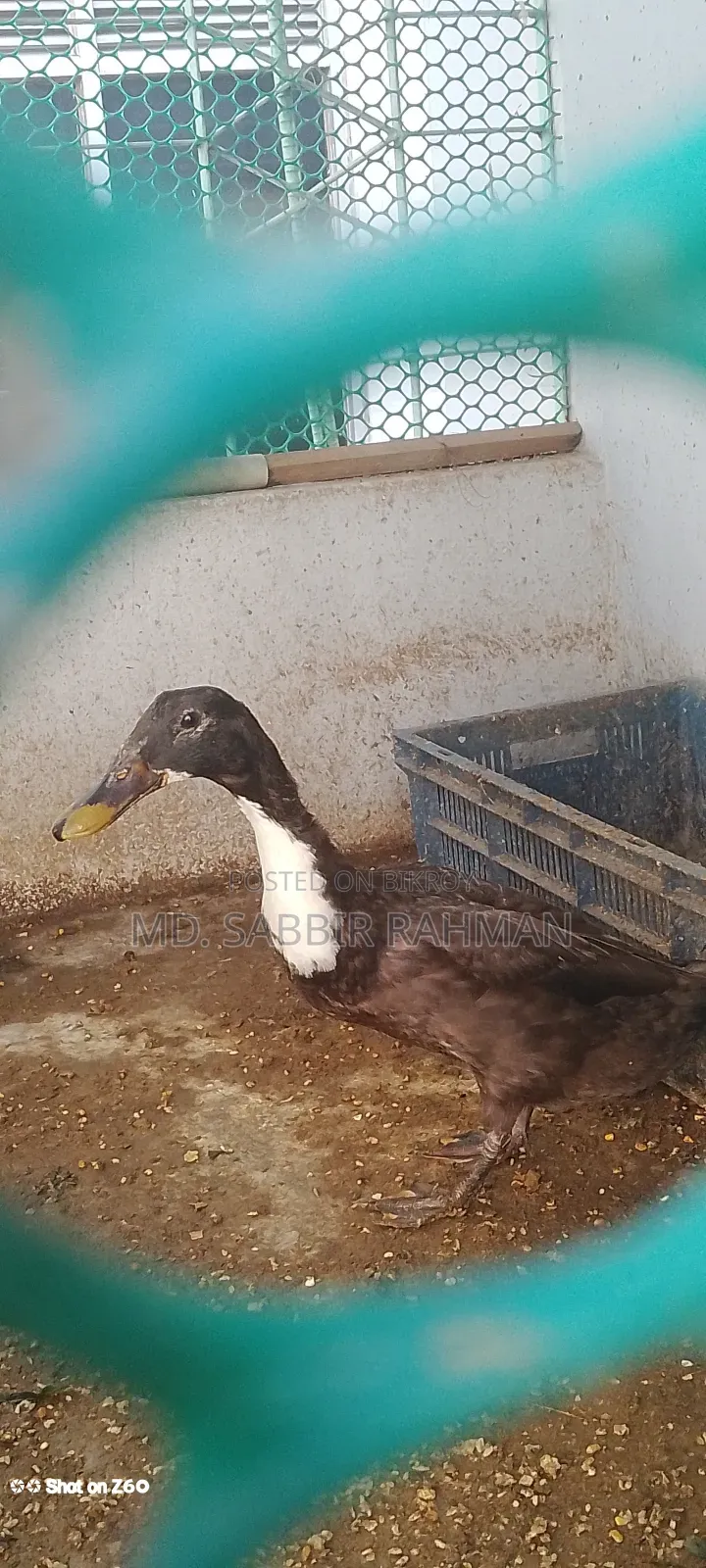A duck will be sold