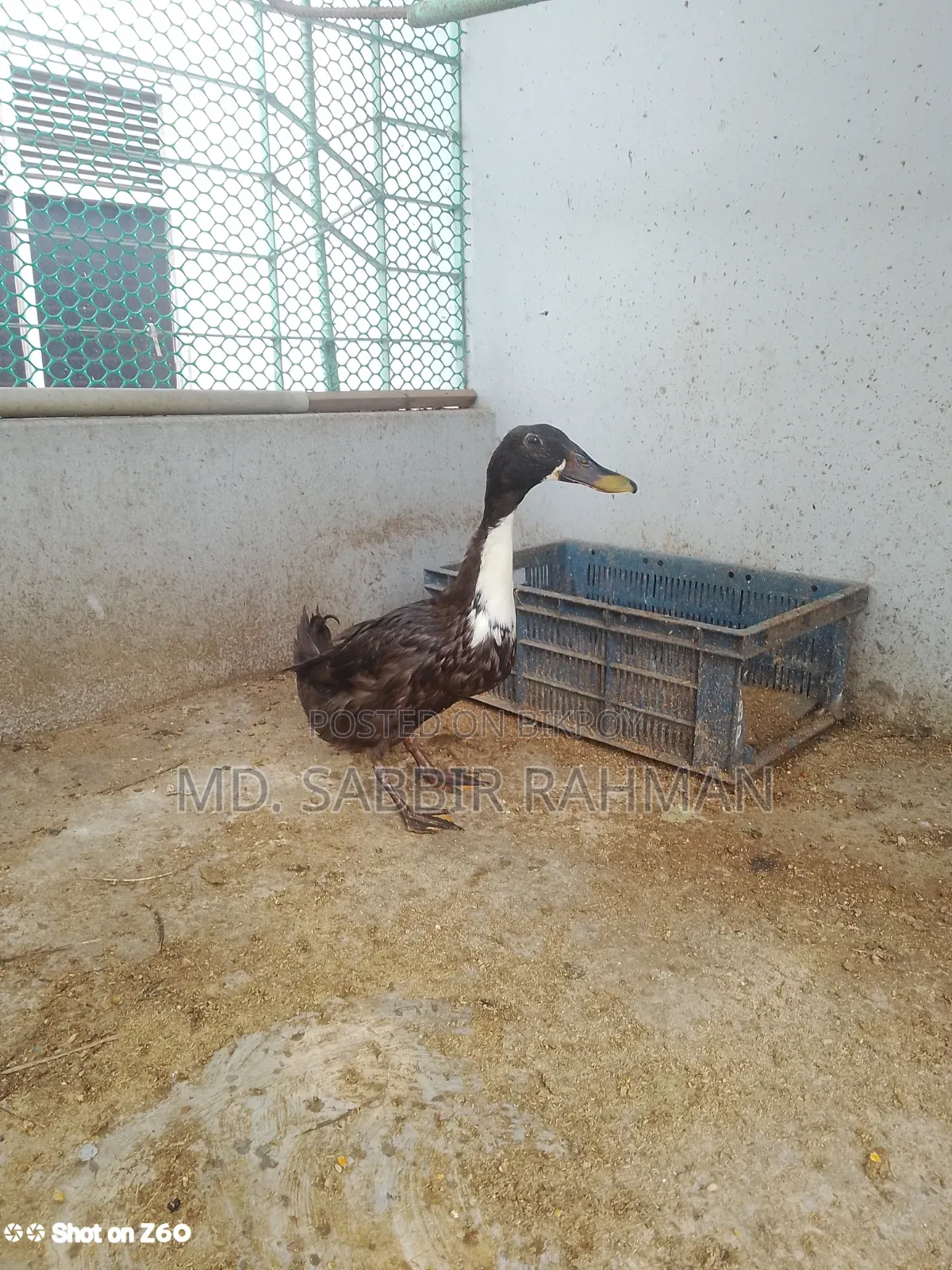A duck will be sold