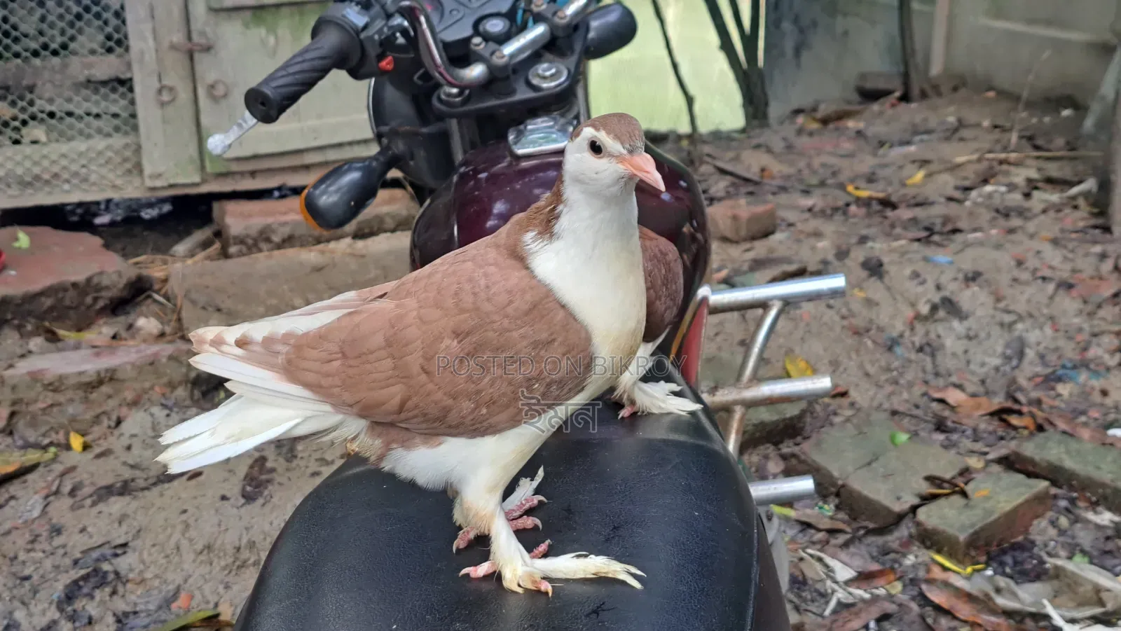 Zero Moulting Shirazi Pigeon Squabs