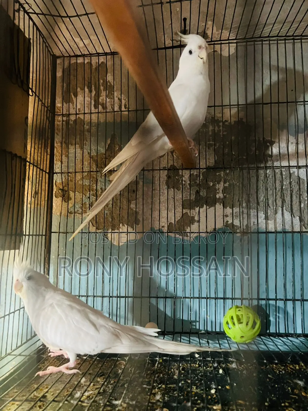 Albino New Pair