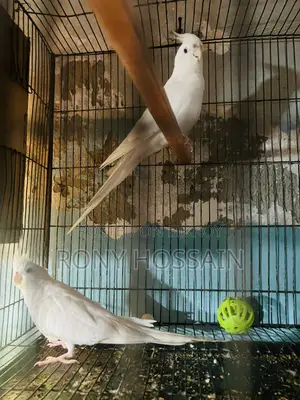 Albino New Pair