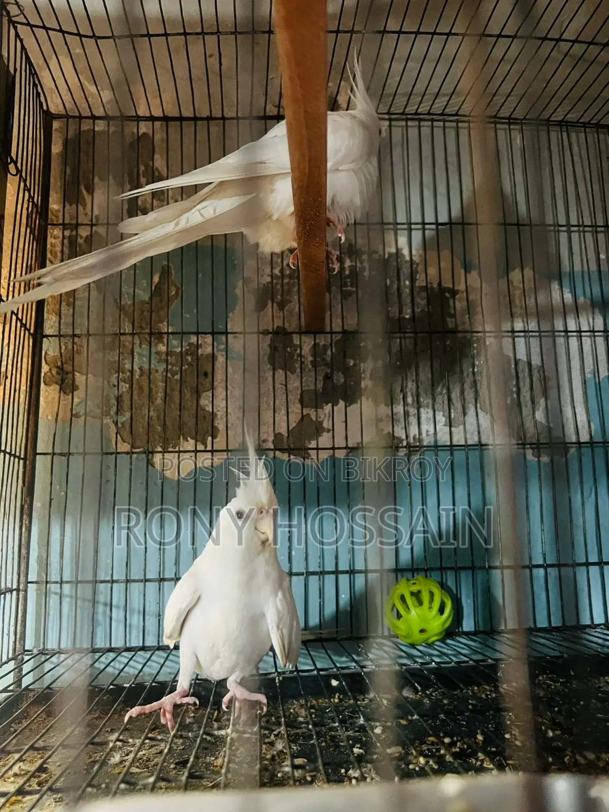 Albino New Pair