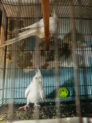 Albino New Pair