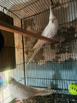 Albino New Pair