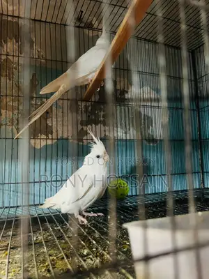Albino New Pair