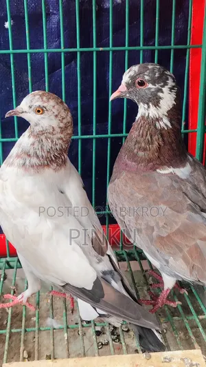 Local Pigeon (Eggs and Chicks Running)
