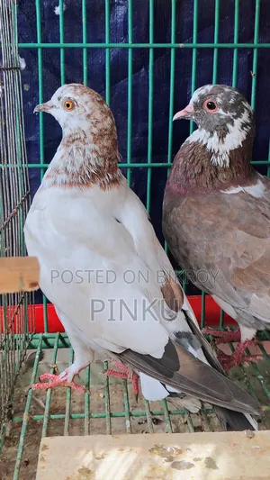 Local Pigeon (Eggs and Chicks Running)