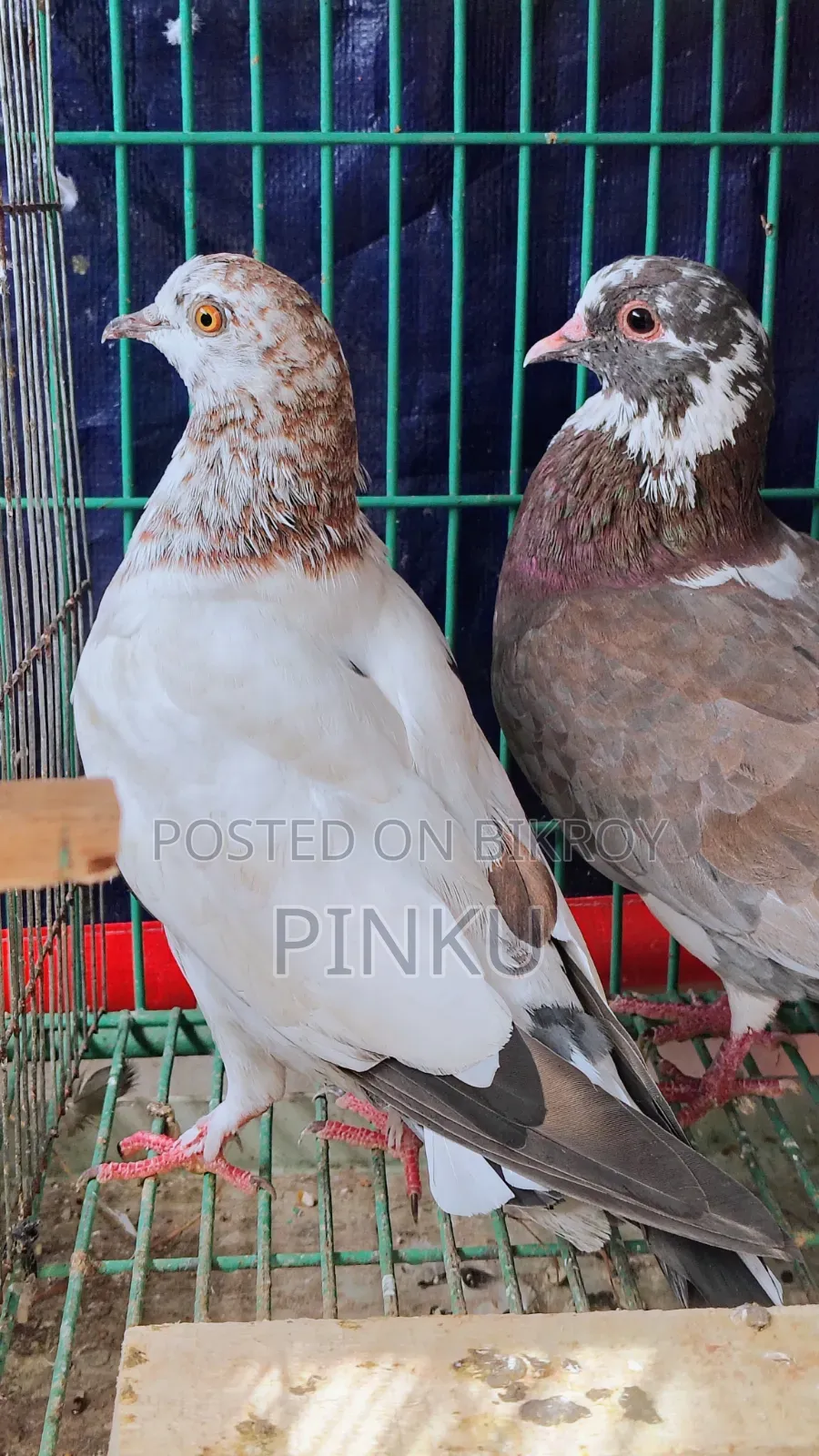 Local Pigeon (Eggs and Chicks Running)