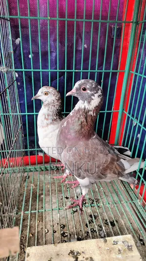 Local Pigeon (Eggs and Chicks Running)