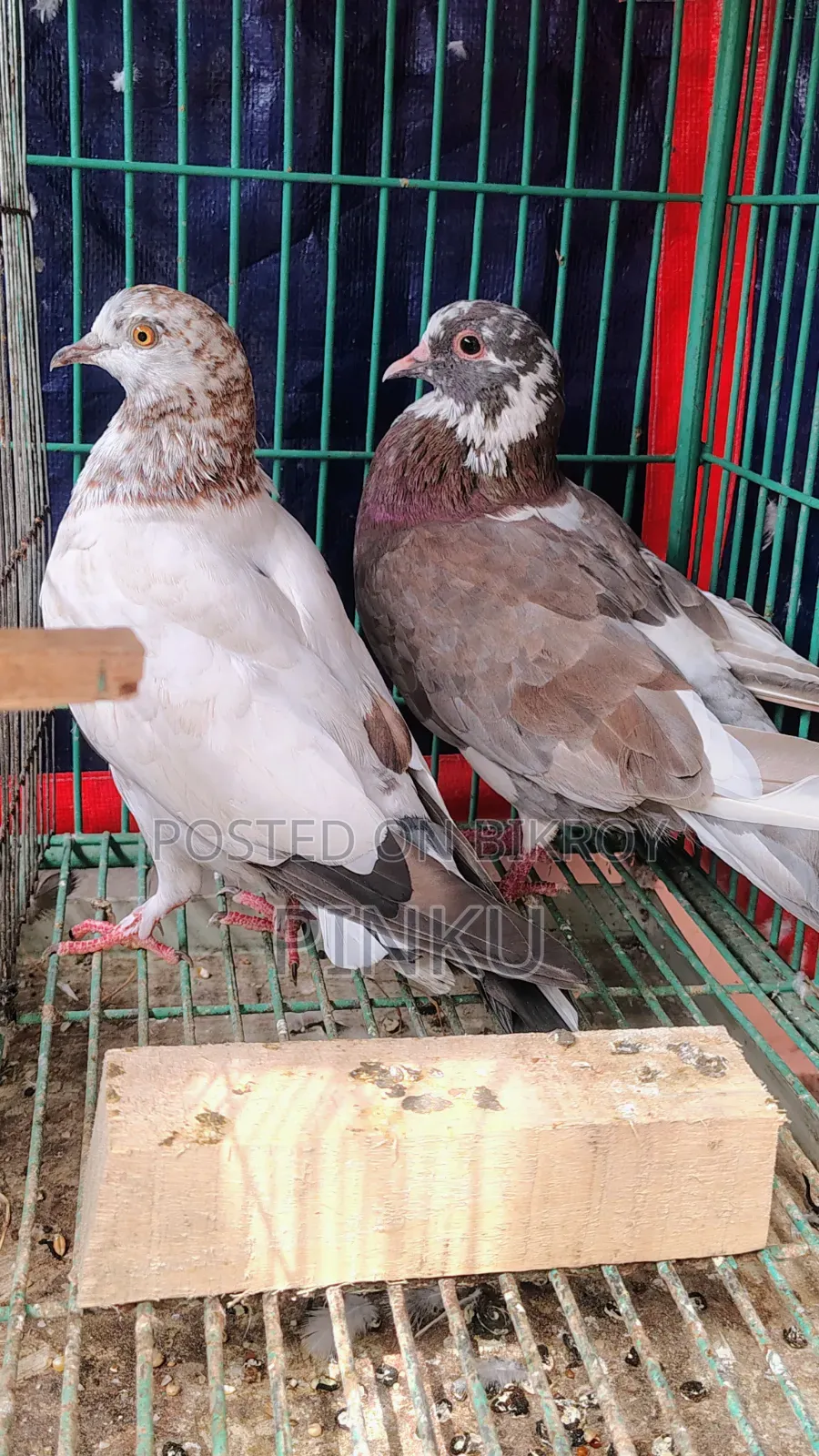 Local Pigeon (Eggs and Chicks Running)