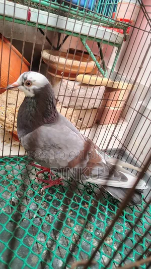 Deshi Pigeon (Female)