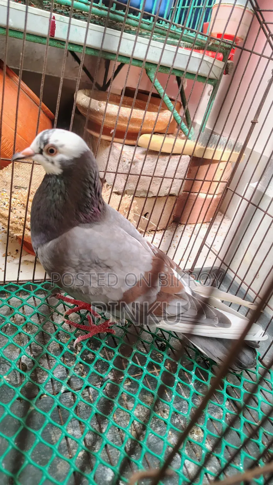 Deshi Pigeon (Female)