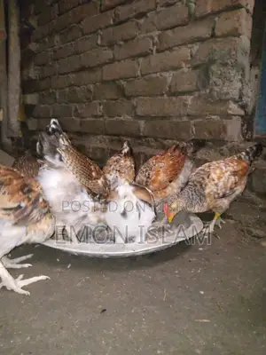 দেশি মুরগি বিক্রি করা হবে