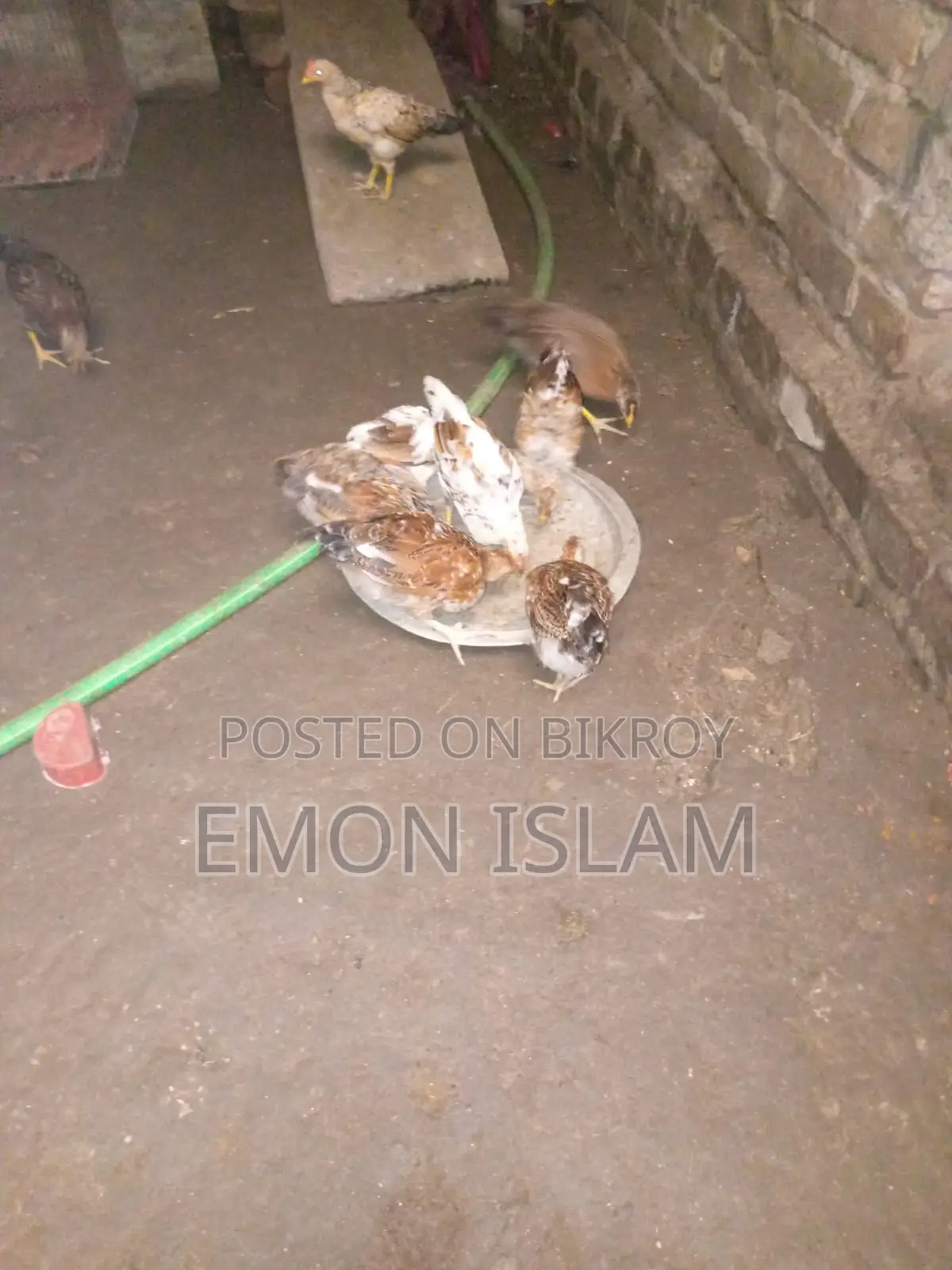 দেশি মুরগি বিক্রি করা হবে