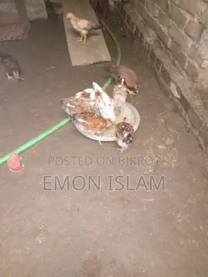 দেশি মুরগি বিক্রি করা হবে