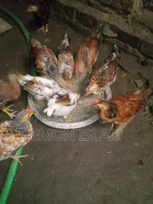 দেশি মুরগি বিক্রি করা হবে
