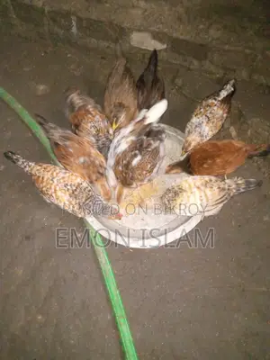 দেশি মুরগি বিক্রি করা হবে