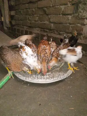দেশি মুরগি বিক্রি করা হবে