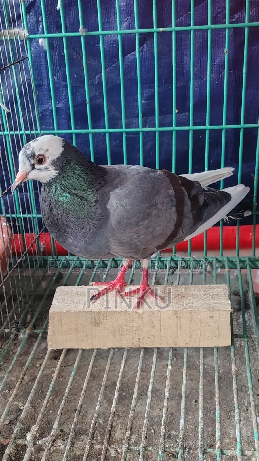 Deshi Pigeon (Female)