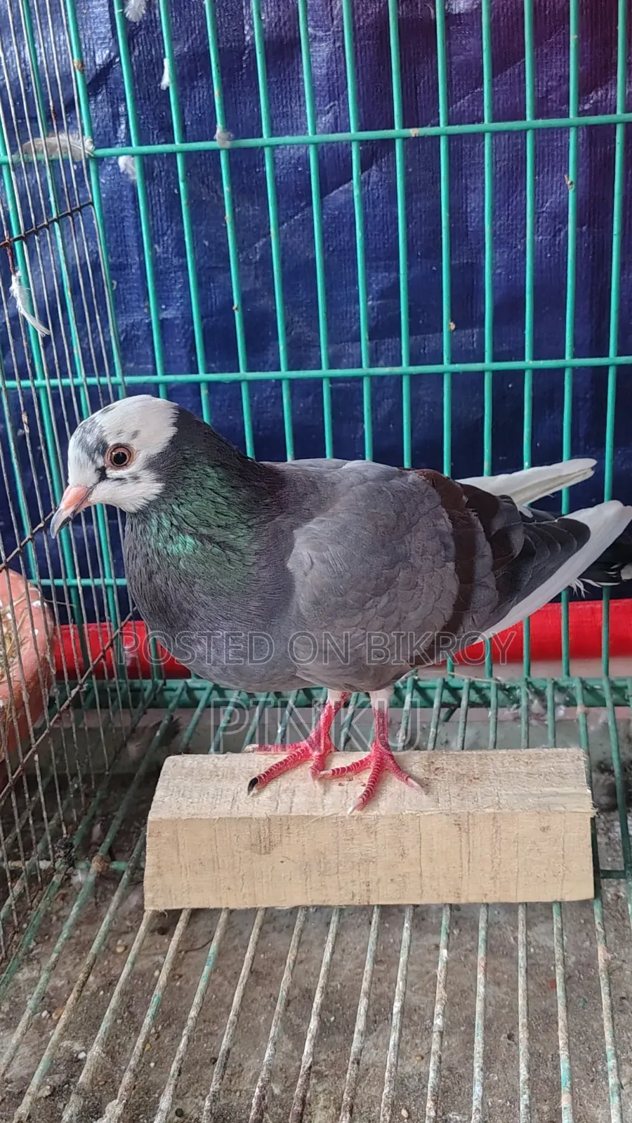 Deshi Pigeon (Female)