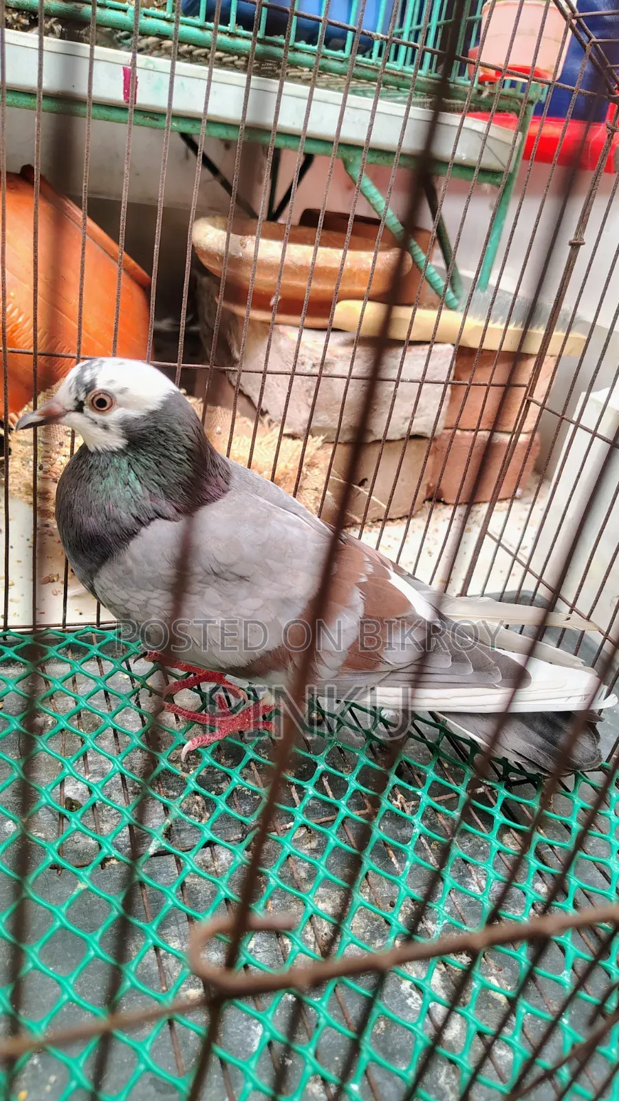 Deshi Pigeon (Female)
