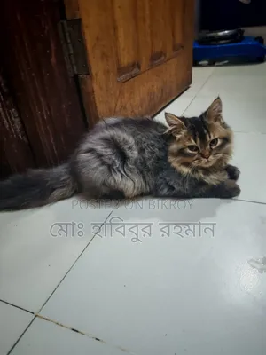3-6 months Male Purebred Persian