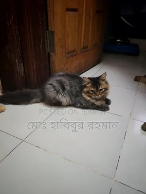 3-6 months Male Purebred Persian