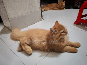 3-6 Months Female Purebred Persian