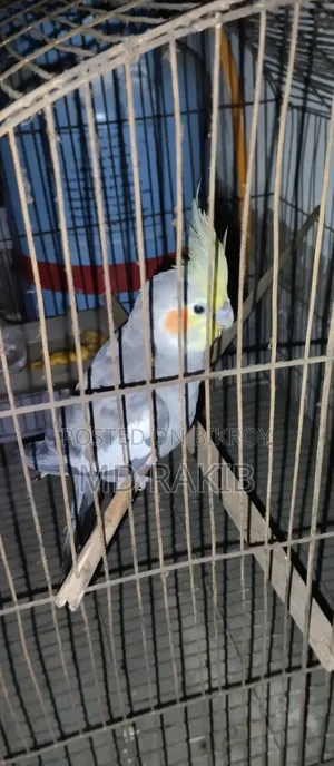 I will sell a tamed cockatiel bird