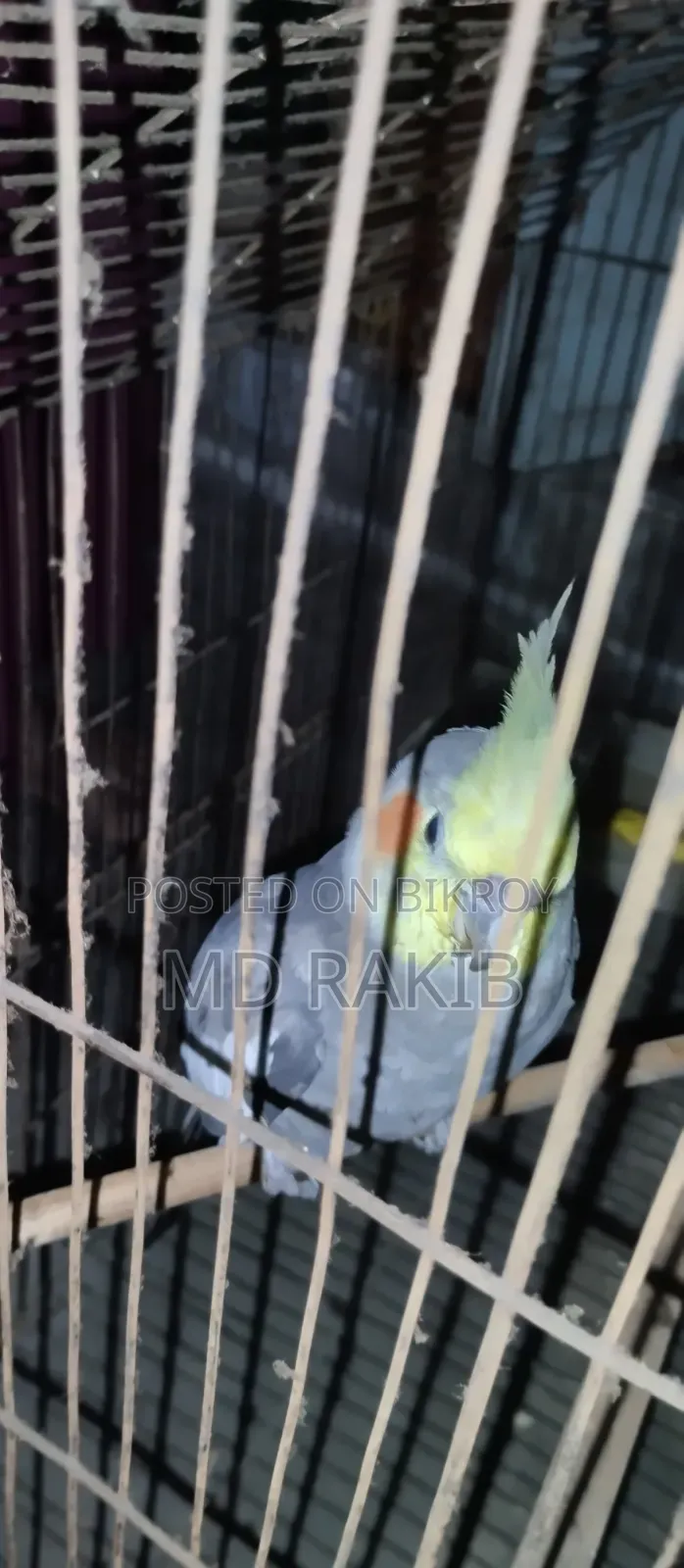 I will sell a tamed cockatiel bird