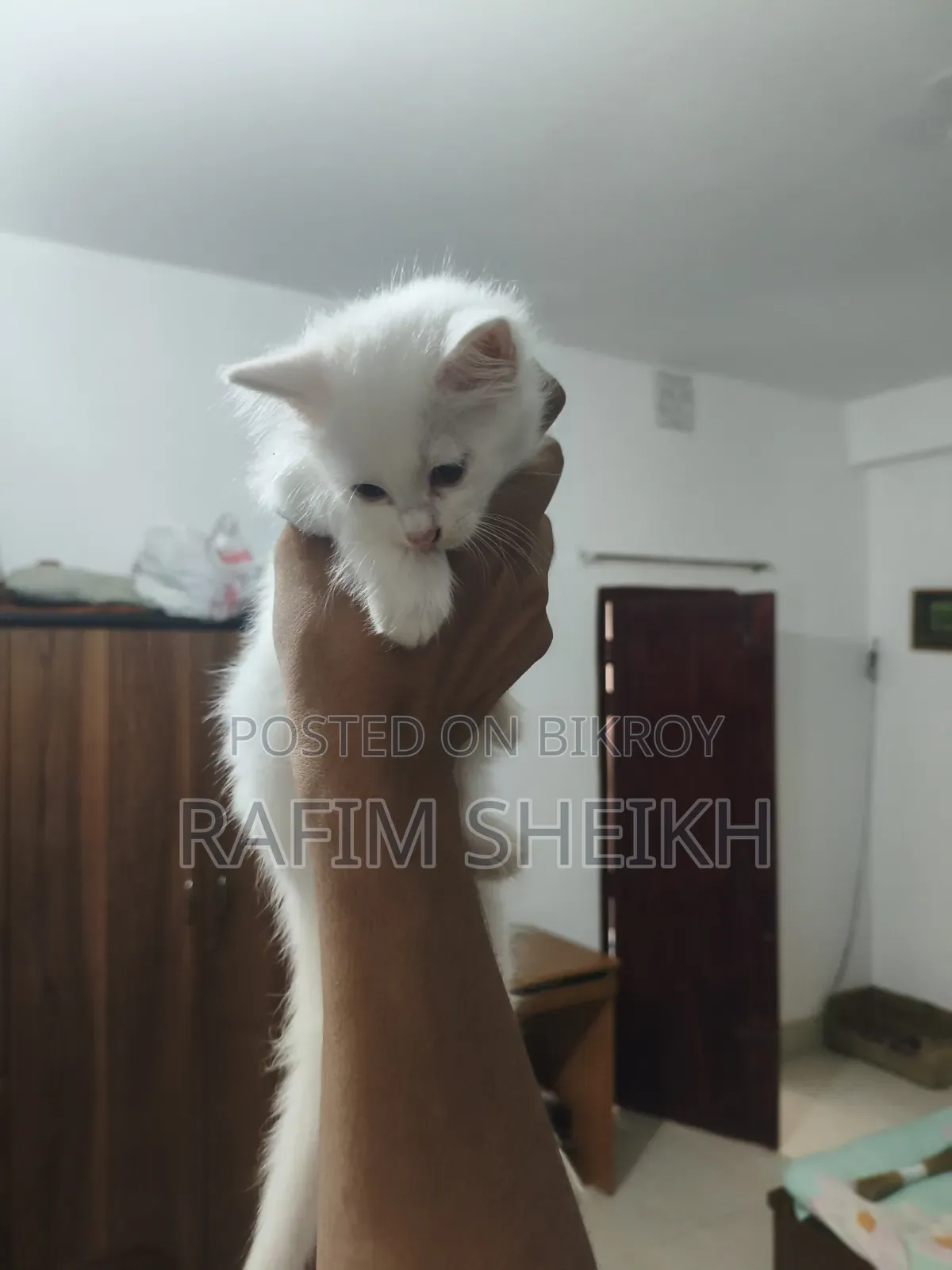 1-3 months Female Purebred Persian