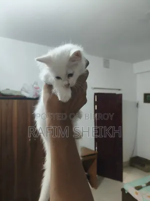 1-3 months Female Purebred Persian