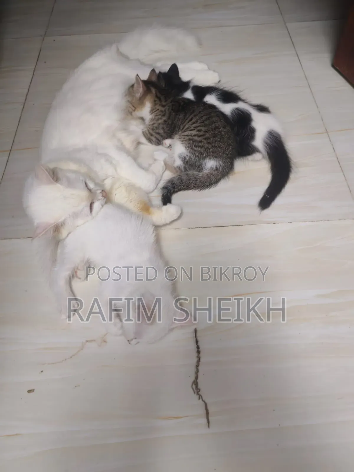 1-3 months Female Purebred Persian