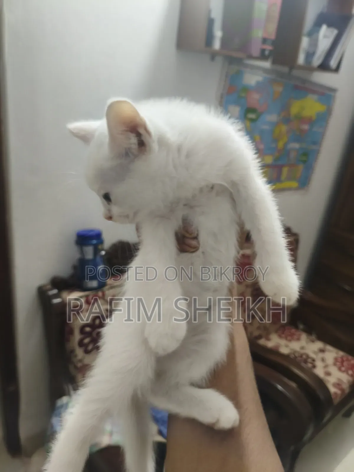 1-3 months Female Purebred Persian