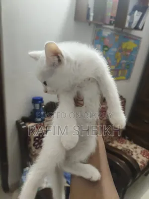 1-3 months Female Purebred Persian