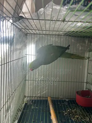 Tia Bird Sale