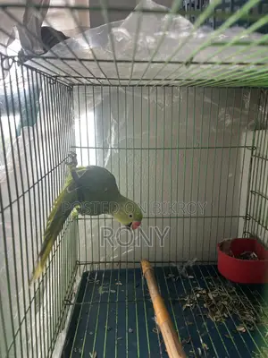 Tia Bird Sale