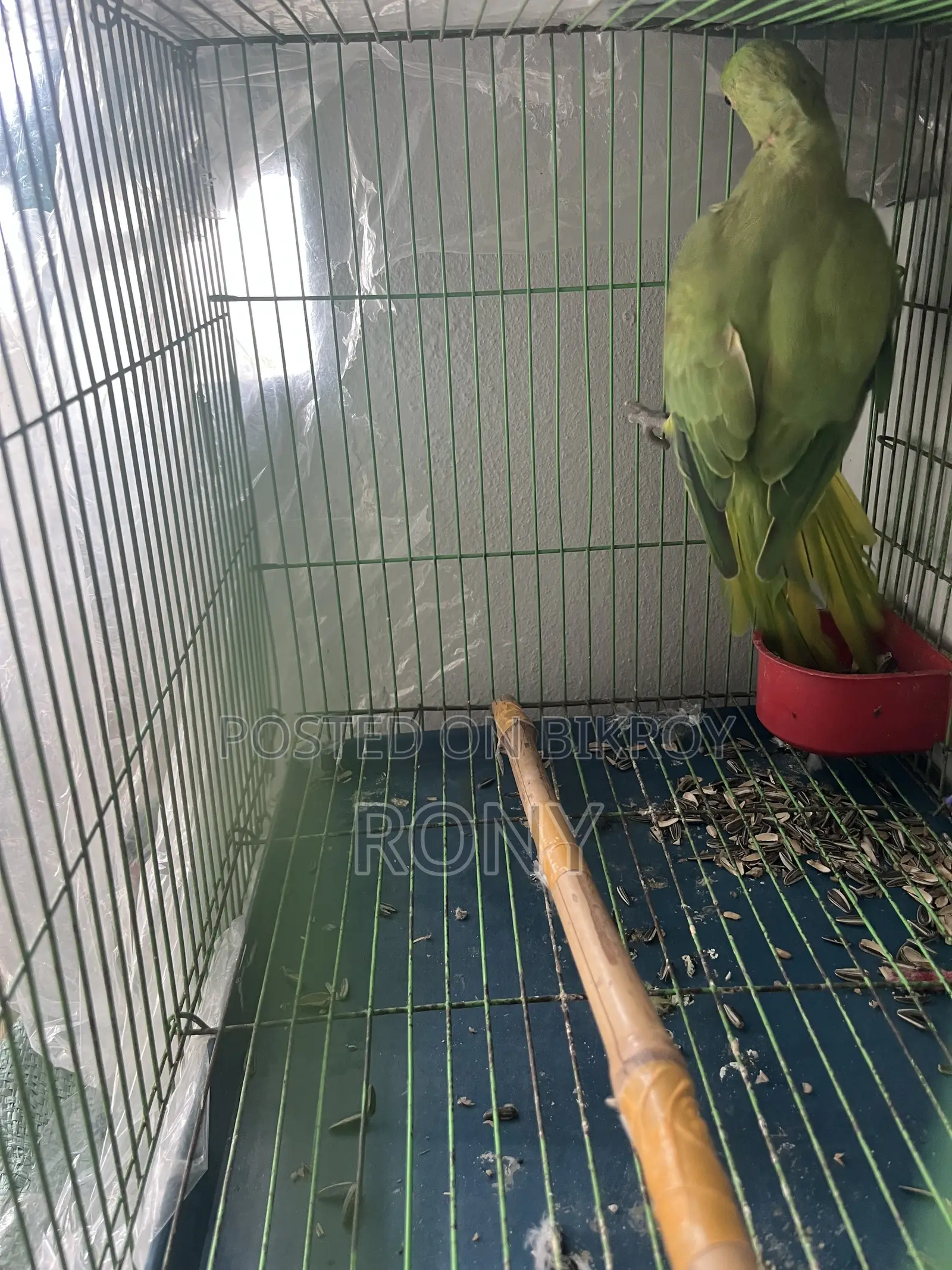 Tia Bird Sale