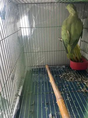Tia Bird Sale