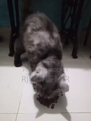 ৬-১২ মাসের ফিমেল পিউরব্রেড পার্সিয়ান